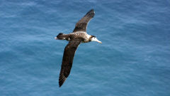 albatross amsterdam flying bird