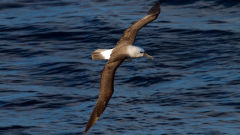 albatross atlantic yellow nosed thalassarche chlororhynchos bird