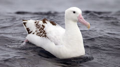 albatross auckland islands wandering bird