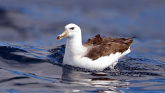 albatross black browed mollymawk bird