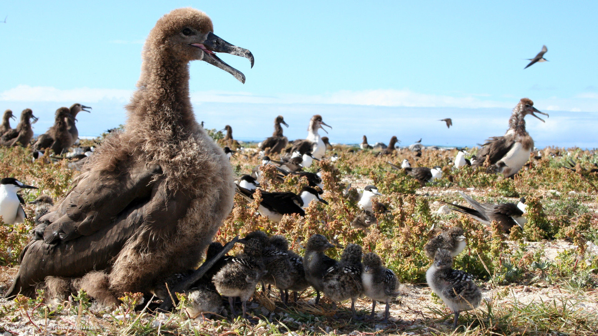 albatross black footed albatrosses mother chicks bird hd widescreen wallpaper