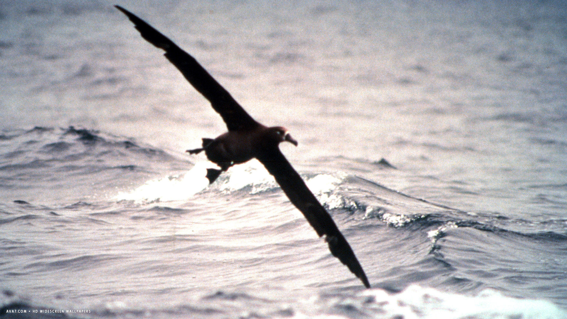 albatross black footed phoebastria nigripes flight bird hd widescreen wallpaper