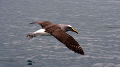albatross bullers bird