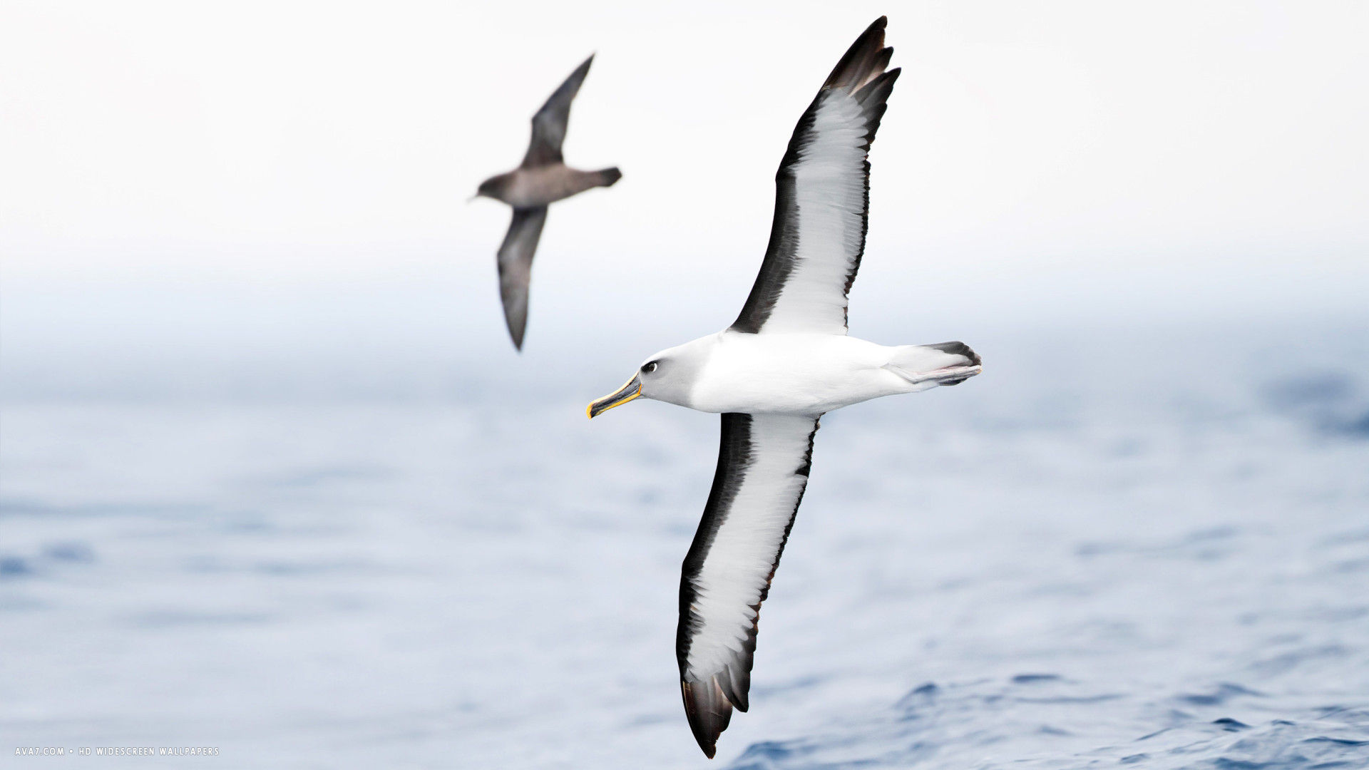 albatross bullers mollymawk flight birds flying hd widescreen wallpaper