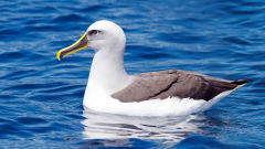 albatross bullers thalassarche bulleri bird