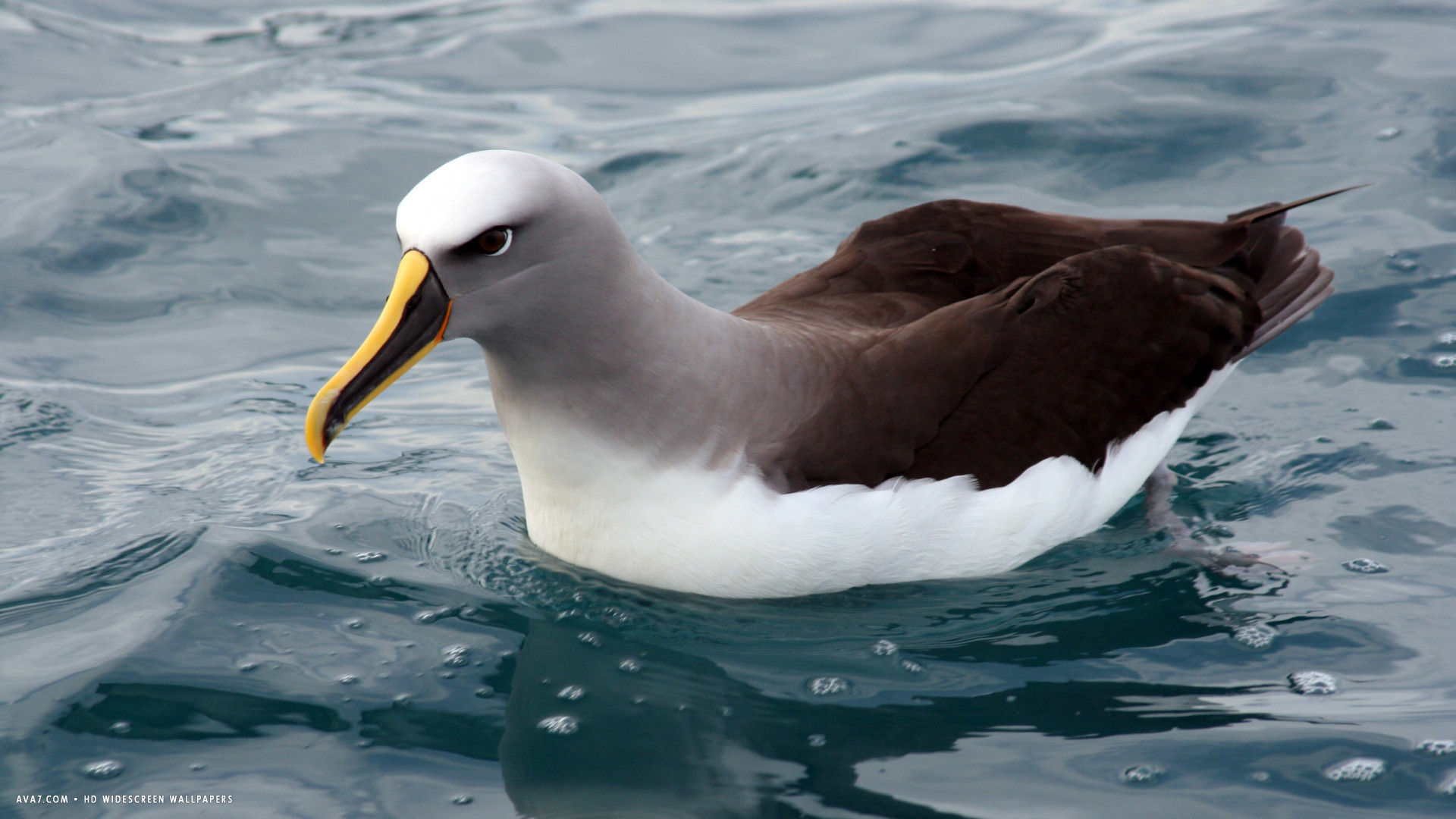 albatross bullers water sea bird hd widescreen wallpaper