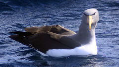 albatross chatham thalassarche eremita bird