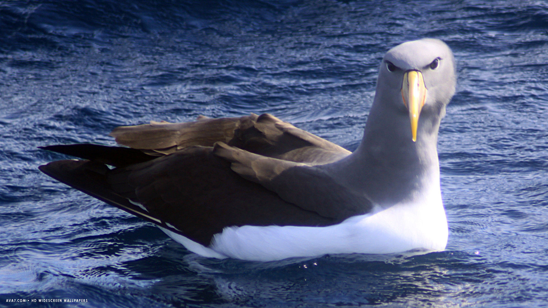 albatross chatham thalassarche eremita bird hd widescreen wallpaper