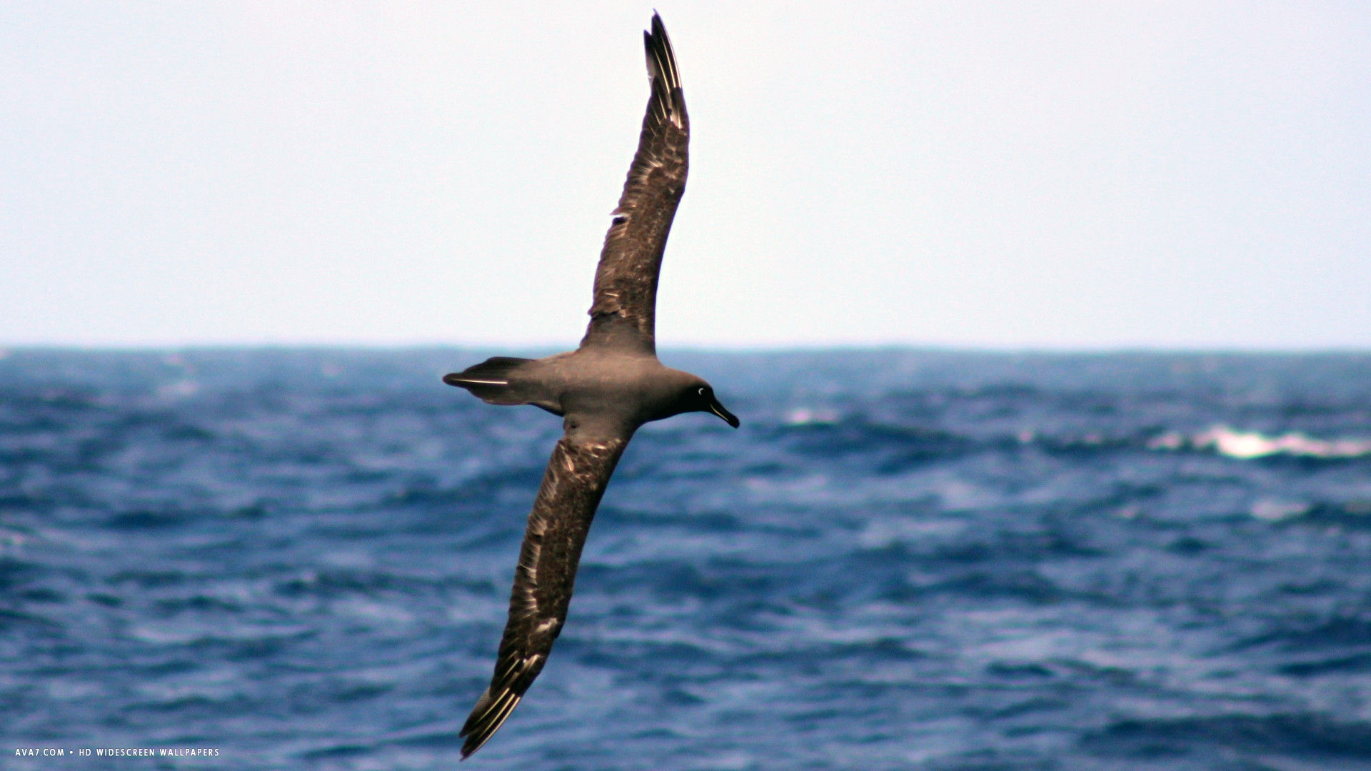 albatross dark mantled black bird hd widescreen wallpaper