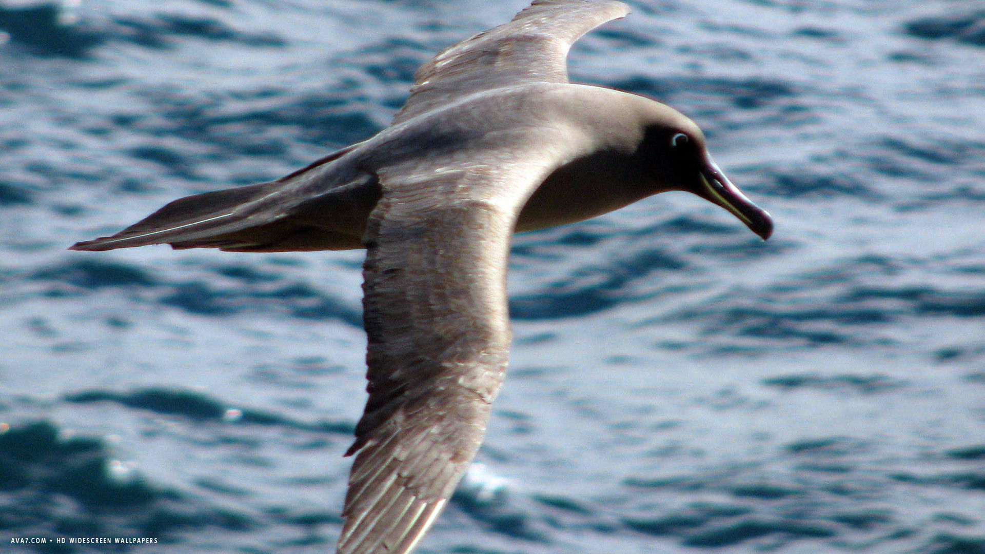 albatross dark mantled sooty bird hd widescreen wallpaper