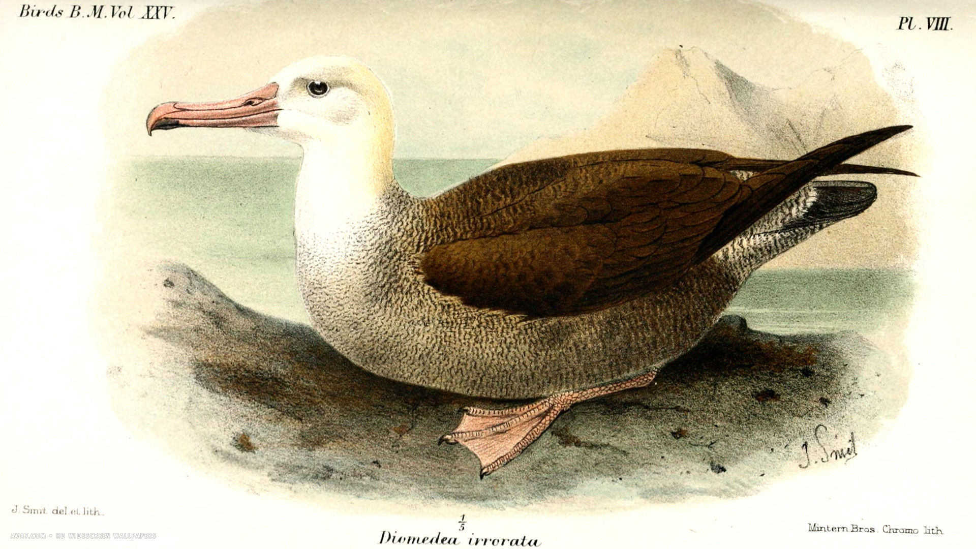 albatross galapagos illustration bird hd widescreen wallpaper