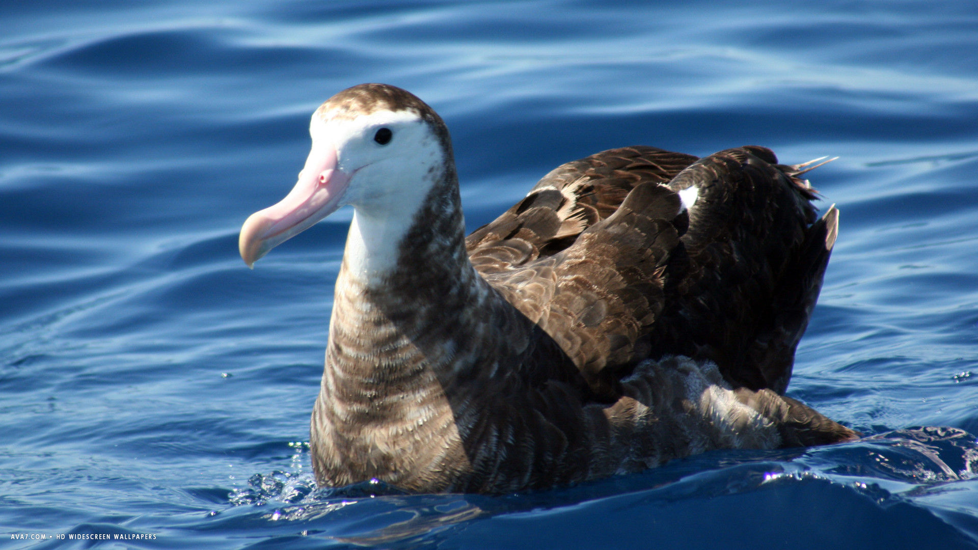 albatross gibsons bird hd widescreen wallpaper