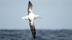 albatross gibsons diomedea gibsoni bird