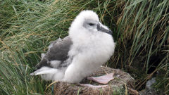 albatross grey headed chick bird nest