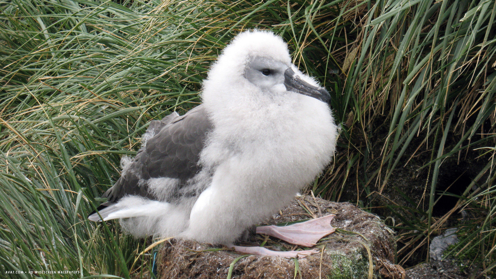 albatross grey headed chick bird nest hd widescreen wallpaper