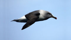 albatross grey headed mollymawk bird sky