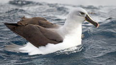 albatross grey headed thalassarche chrysostoma bird