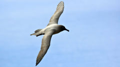albatross grey mantled flying bird