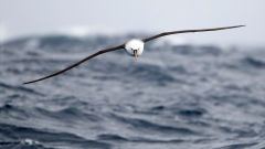 albatross indian yellow nosed flying sea bird