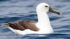 albatross indian yellow nosed thalassarche carteri bird