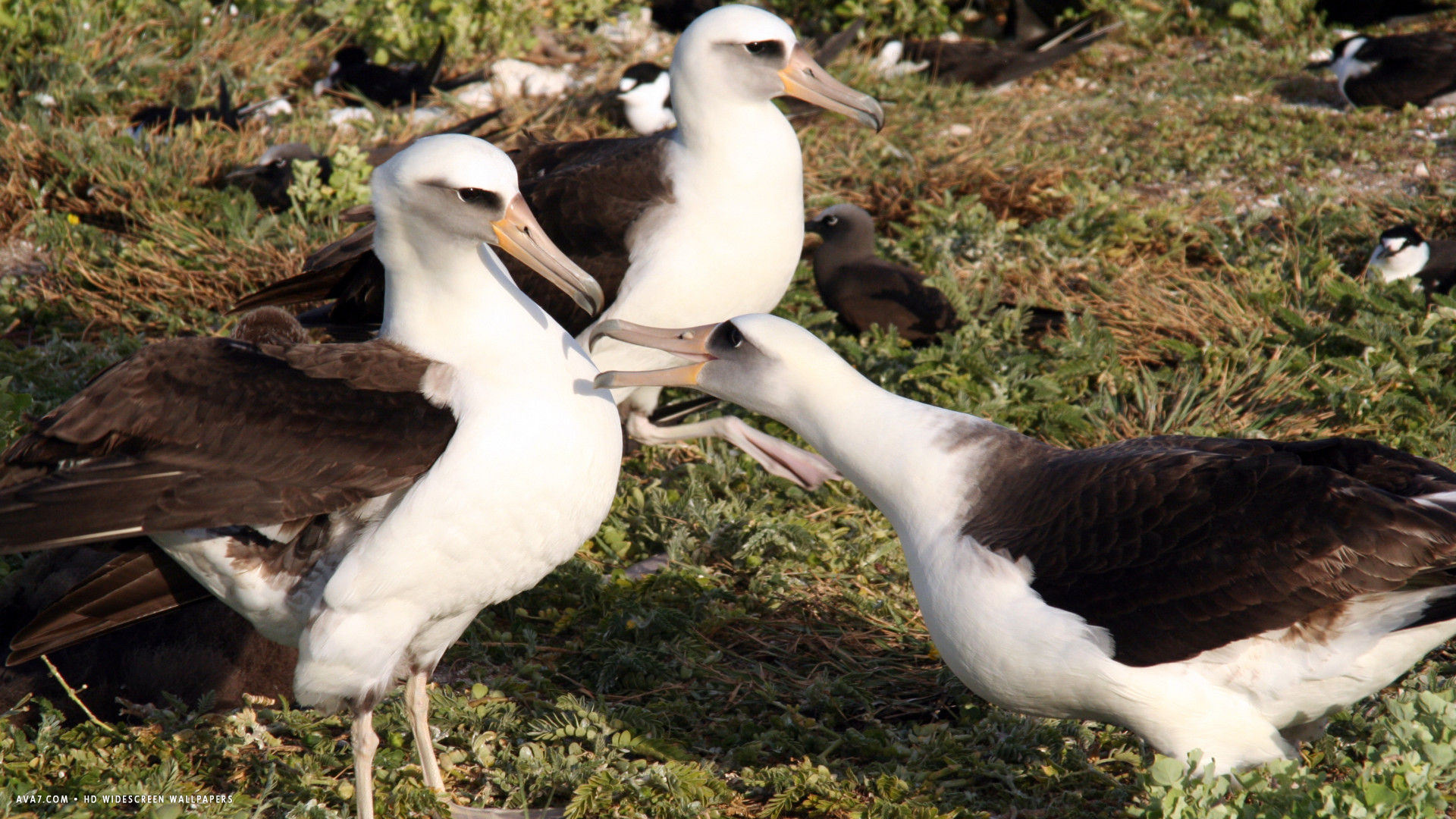 albatross laysan albatrosses dancing bird hd widescreen wallpaper