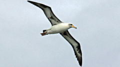 albatross laysan bird