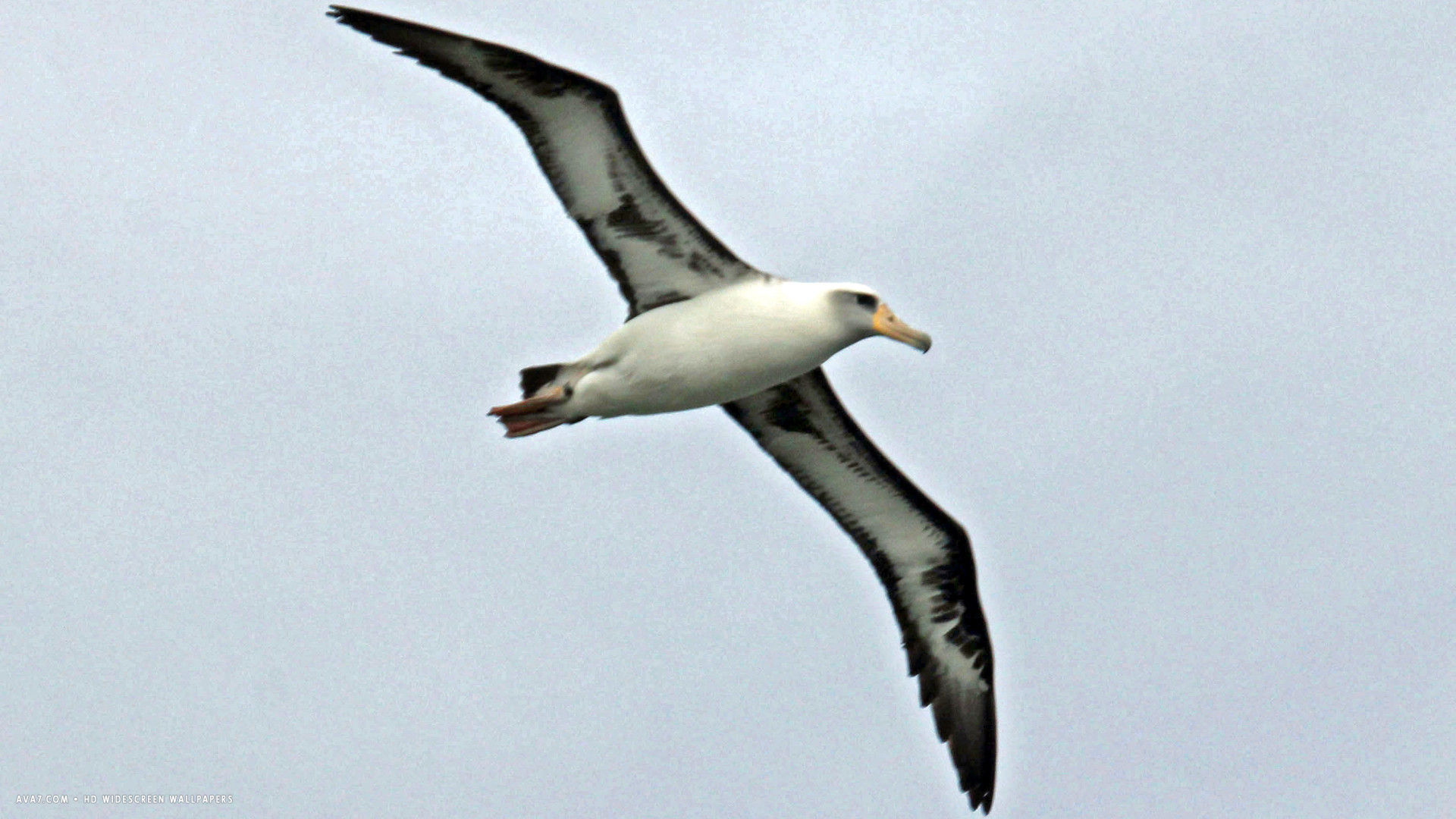 albatross laysan bird hd widescreen wallpaper