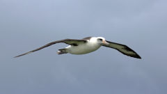 albatross laysan flight bird
