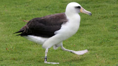 albatross laysan funny walk hawaii bird