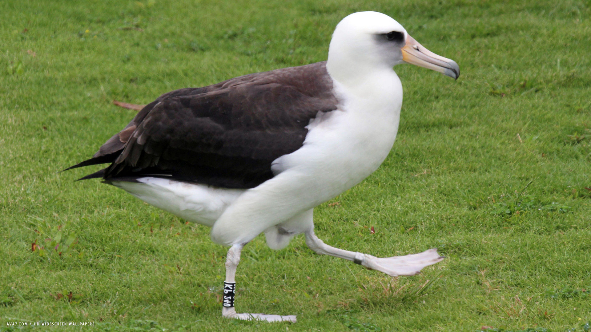 albatross laysan funny walk hawaii bird hd widescreen wallpaper