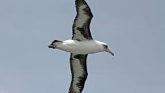 albatross laysan phoebastria immutabilis bird