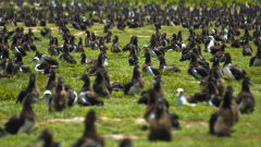 albatross million black laysan albatrosses bird ground grass