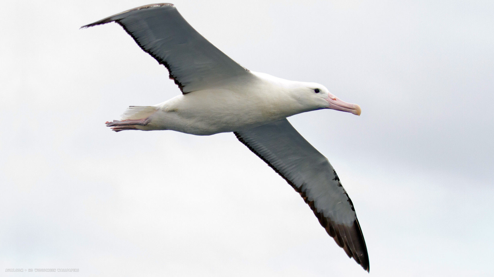 albatross northern royal toroa bird hd widescreen wallpaper