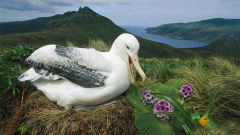 albatross royal campbell island new zealand bird nest flowers landscape