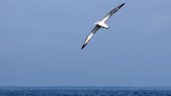 albatross salvin bird fly