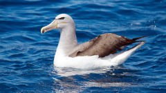 albatross salvins thalassarche salvini bird