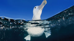 albatross sea swimming bird