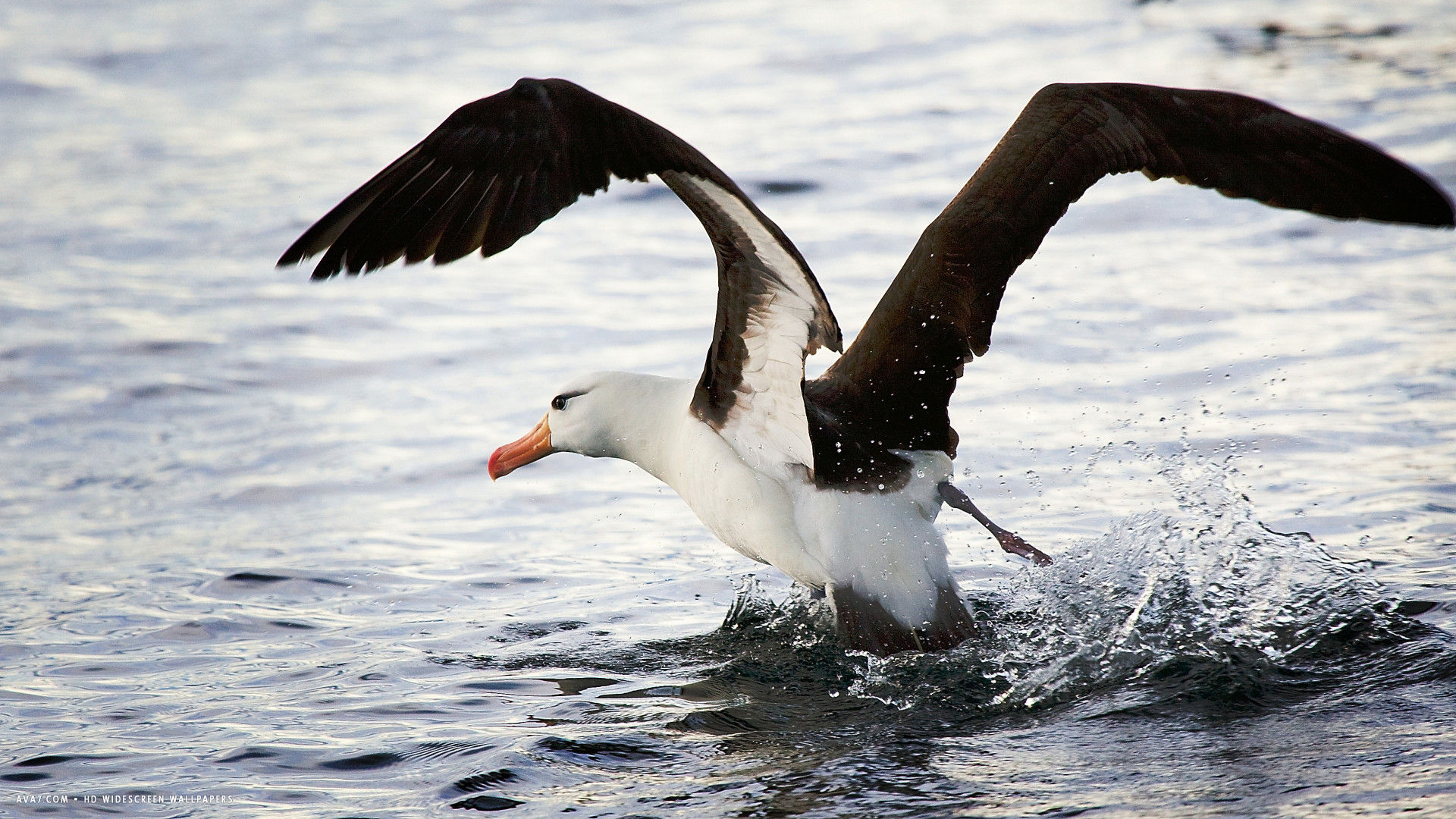 albatross seabird black browed taking off bird hd widescreen wallpaper