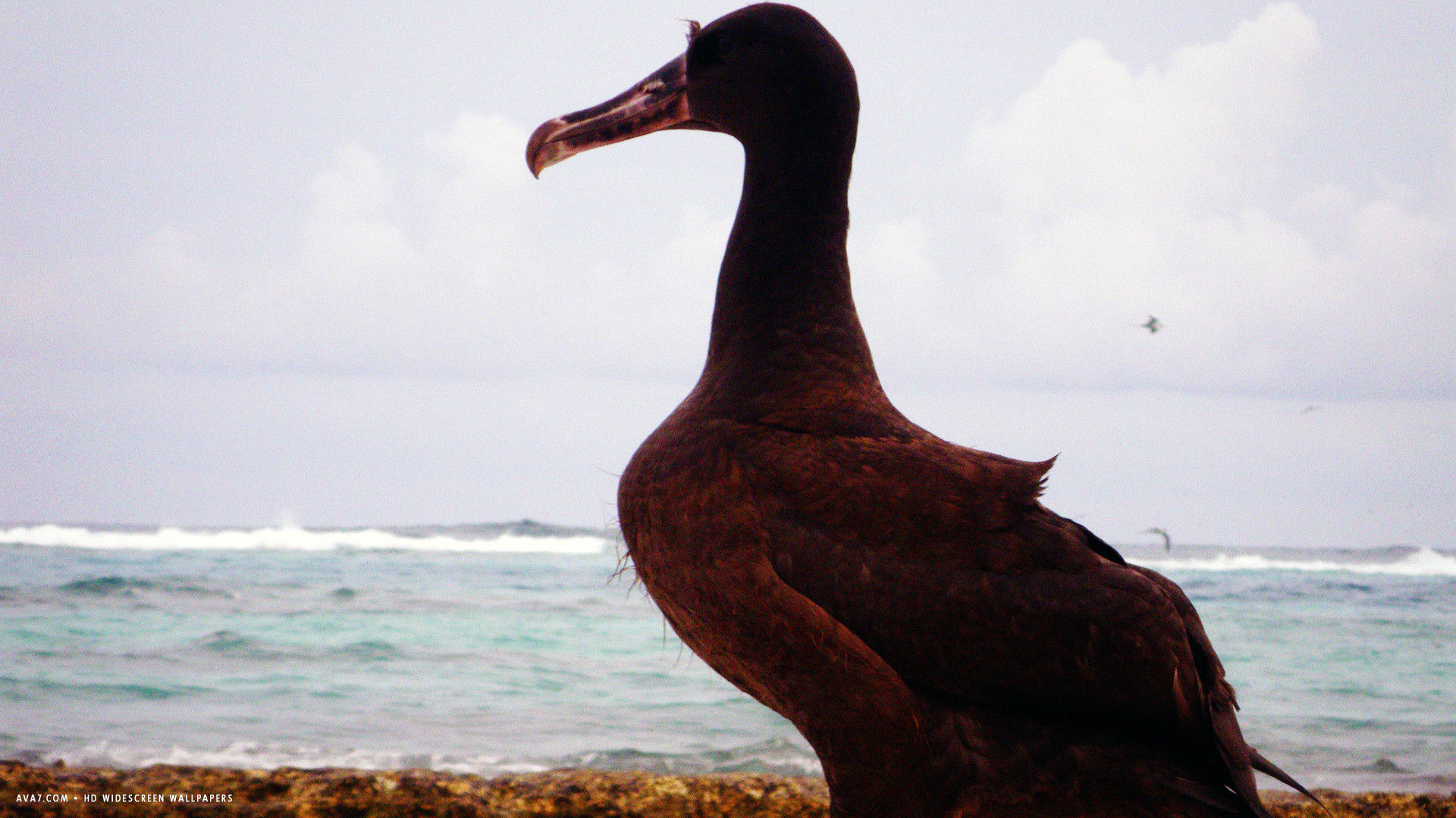 albatross short tailed phoebastria albatrus bird looking sea hd widescreen wallpaper