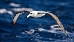 albatross shy flight bird