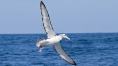 albatross shy landing bird