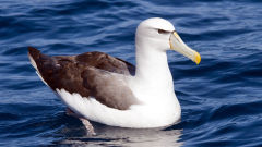 albatross shy thalassarche cauta bird