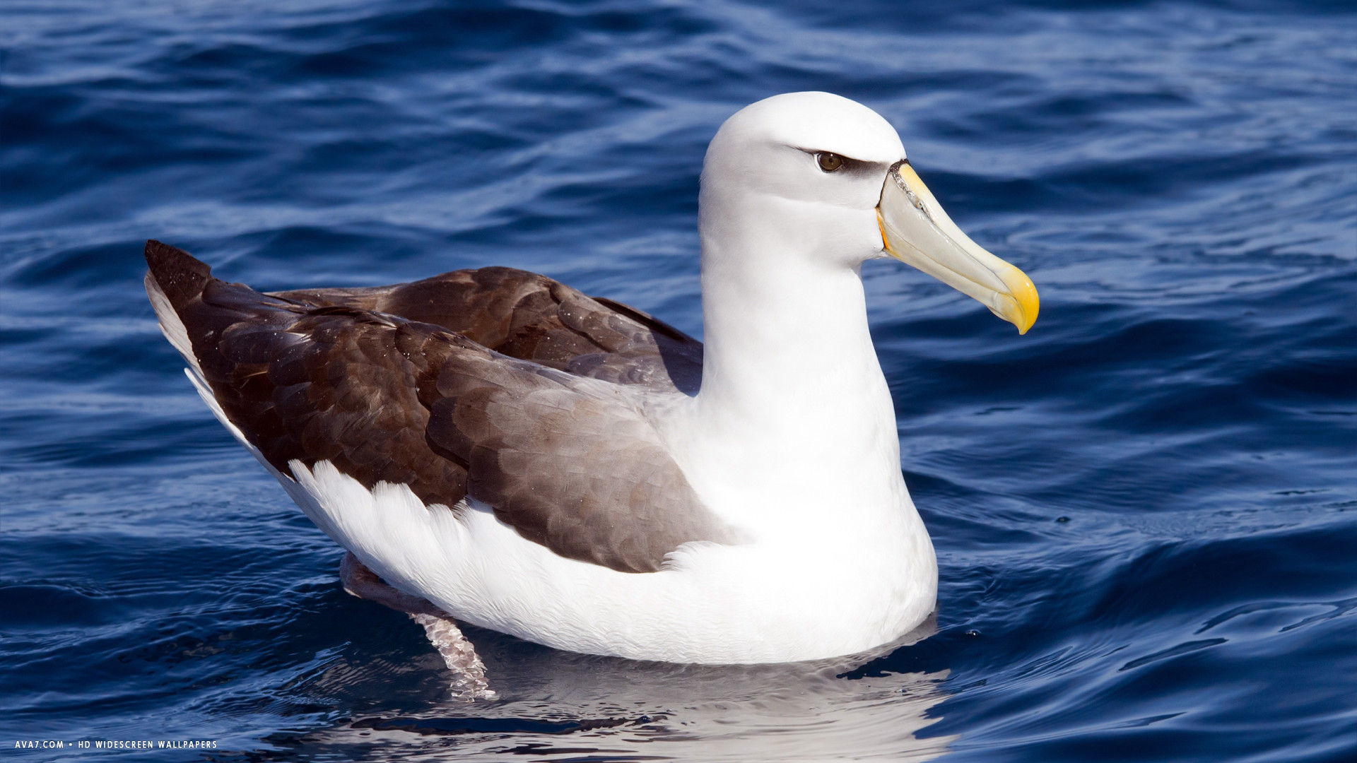 albatross shy thalassarche cauta bird hd widescreen wallpaper