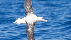 albatross snowy diomedea exulans flight bird