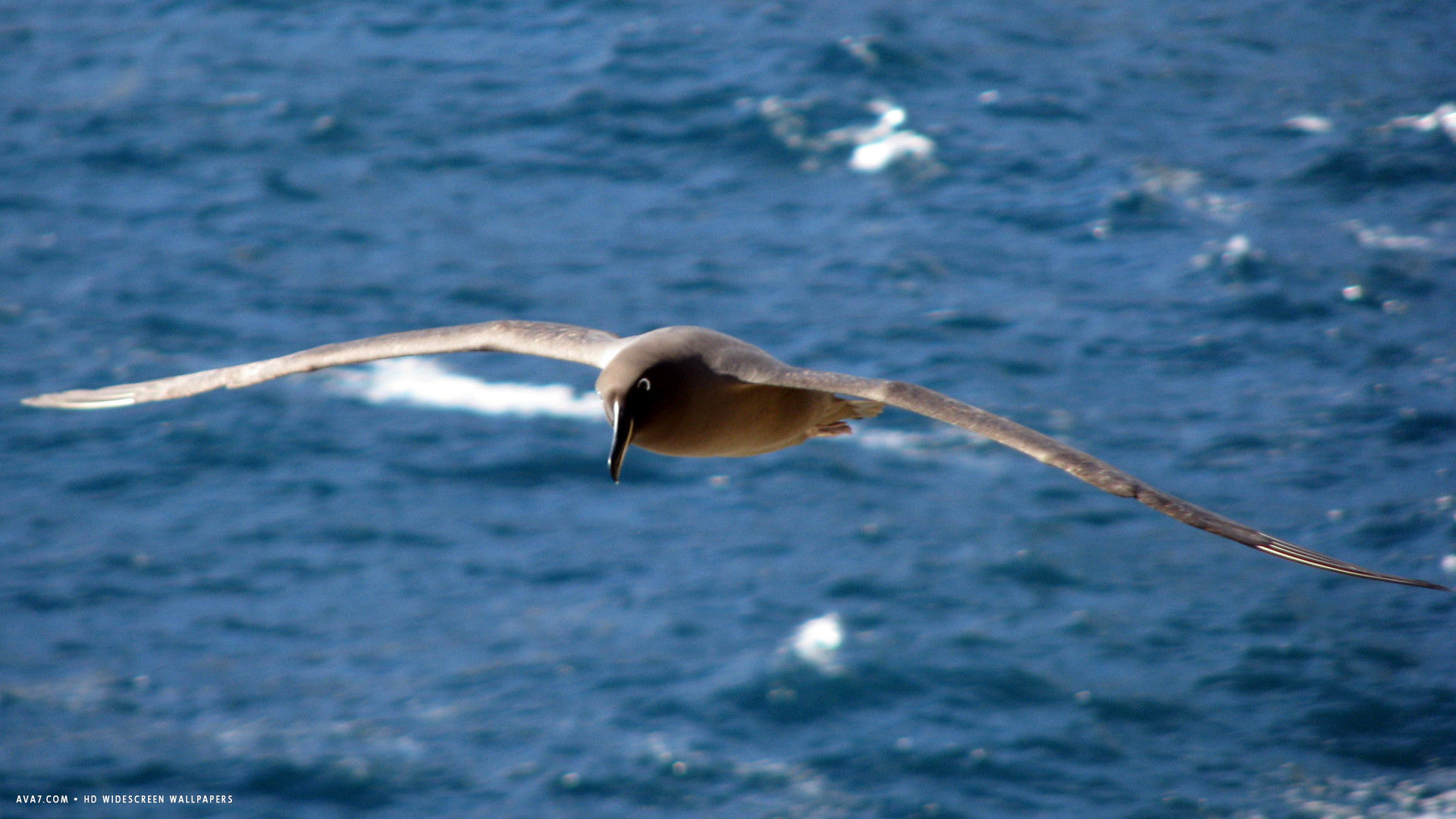 albatross sooty sea flying bird hd widescreen wallpaper