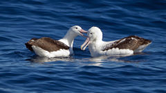 albatross southern royal albatrosses beaking two birds