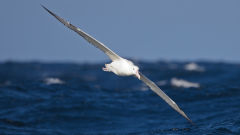 albatross southern royal bird flying