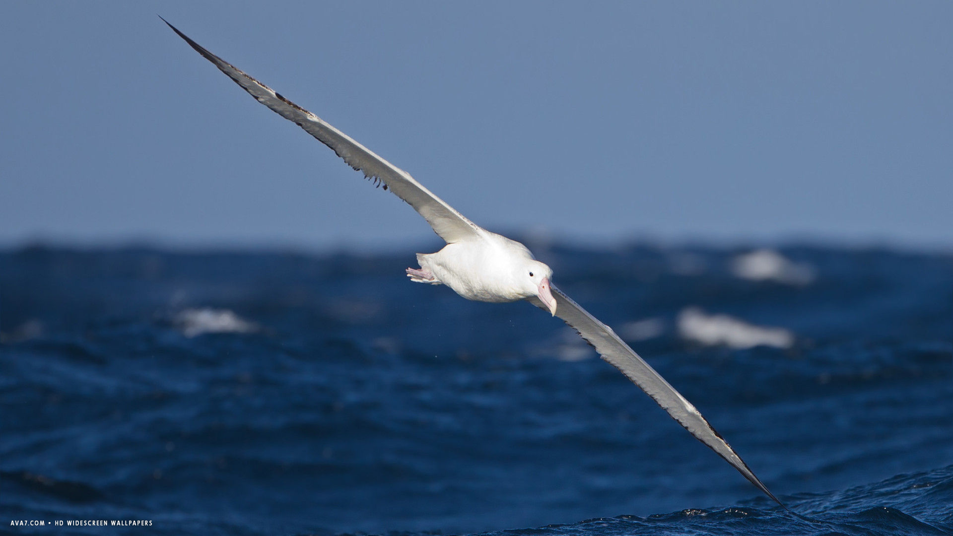 albatross southern royal bird flying hd widescreen wallpaper