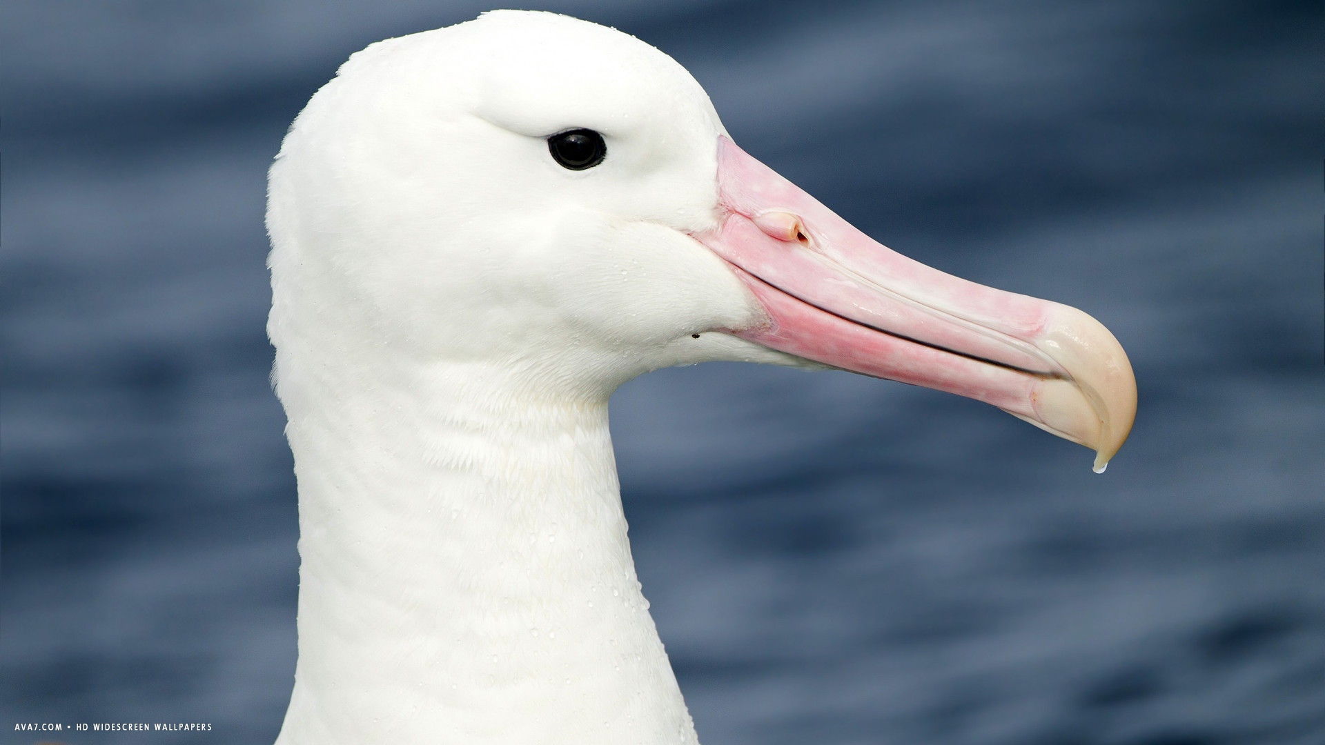 albatross southern royal diomedea epomophora tasmania bird head hd widescreen wallpaper