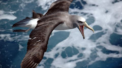albatross thalassarche salvini flying sea bird
